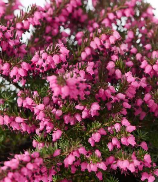 Erica darleyensis 'Kramer's Rote'